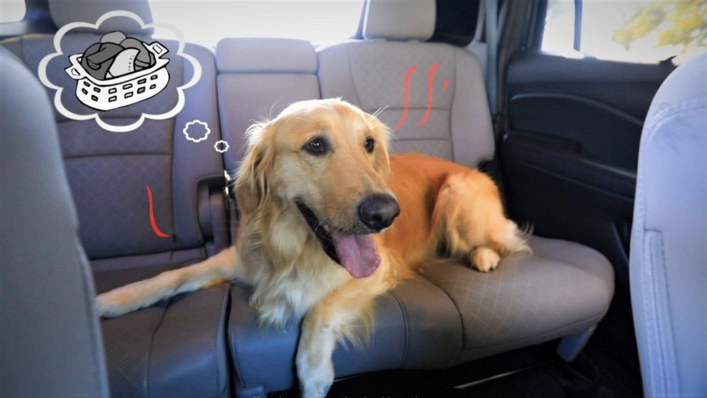 Honda Celebrates National Dog Week with Dog-Friendly Features - 1-1200x675.jpg